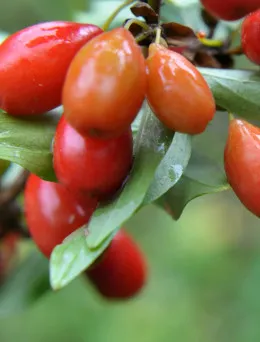 Dereń jadalny | Sklep ogrodniczy DomiSad.pl