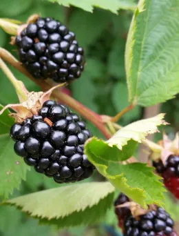 Jeżyna bezkolcowa | Sklep ogrodniczy DomiSad.pl