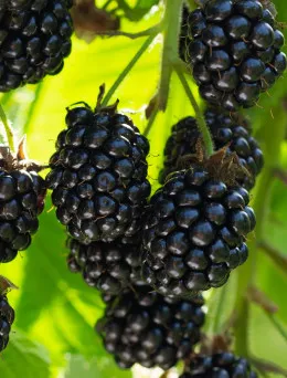 Jeżyna bezkolcowa Gigant | Sklep ogrodniczy DomiSad.pl