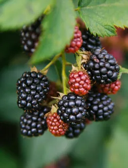 Jeżyna bezkolcowa Loch Ness | Sklep ogrodniczy DomiSad.pl