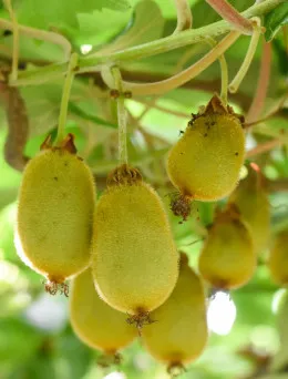 Mini kiwi (aktinidia) Issai | Sklep ogrodniczy DomiSad.pl