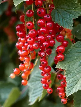Porzeczka czerwona Jonkheer von Tets | DomiSad.pl