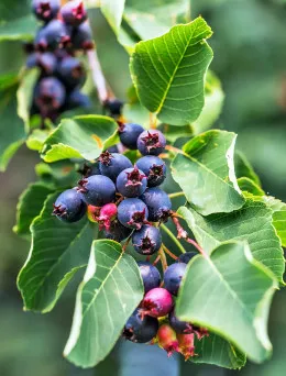 Świdośliwa | Sklep ogrodniczy DomiSad.pl