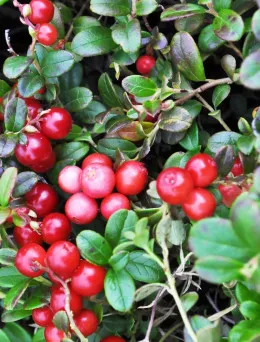 Żurawina wielkoowocowa | Sklep ogrodniczy DomiSad.pl