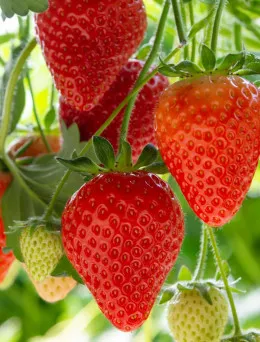 Truskawka Albion | Sklep ogrodniczy DomiSad.pl