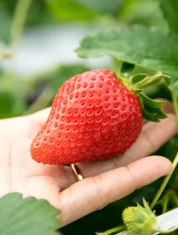 Truskawka Gigant | Sklep ogrodniczy DomiSad.pl