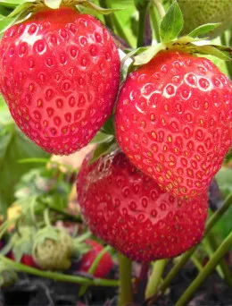 Truskawka Honeoye | Sklep ogrodniczy DomiSad.pl