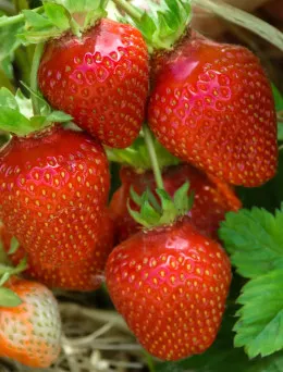 Truskawka Portola | Sklep ogrodniczy DomiSad.pl