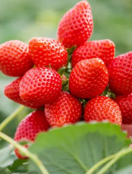 Truskawka powtarzająca | Sklep ogrodniczy DomiSad.pl
