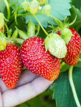 Sadzonki Truskawki San Andreas