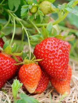 Truskawka Senga Sengana | Sklep ogrodniczy DomiSad.pl
