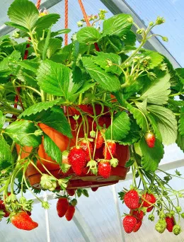Truskawka Wisząca | Sklep ogrodniczy DomiSad.pl