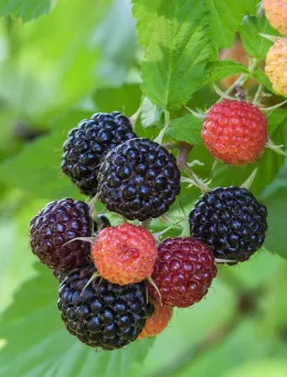 Malina Czarna | Sklep ogrodniczy DomiSad.pl