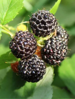 Malina czarna Black Jewel | Sklep ogrodniczy DomiSad.pl