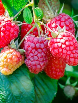 Malina czerwona Gigant | Sklep ogrodniczy DomiSad.pl