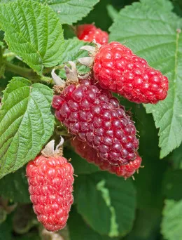 Malina czerwona Sokolica | Sklep ogrodniczy DomiSad.pl