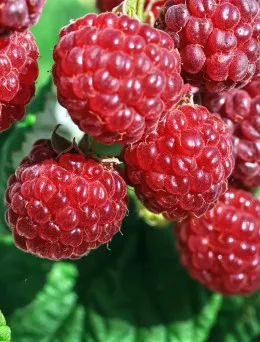 Malina czerwona Laszka | Sklep ogrodniczy DomiSad.pl