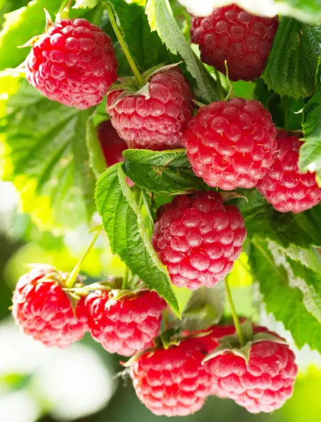 Malina powtarzająca Polana | Sklep ogrodniczy DomiSad.pl