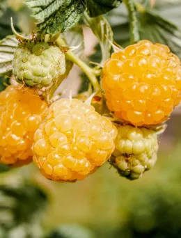 Malina powtarzająca Golden Queen | DomiSad.pl