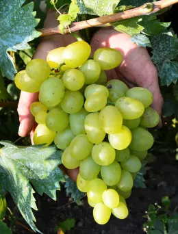 Winorośl Arkadia | Sklep ogrodniczy DomiSad.pl