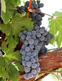 Winorośl Cabernet | Sklep ogrodniczy DomiSad.pl