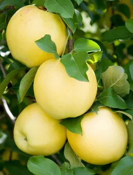 Jabłoń Golden Delicious | Sklep ogrodniczy DomiSad.pl