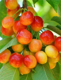 Czereśnia Vega (żółto- czerw,) | Sklep ogrodniczy DomiSad.p