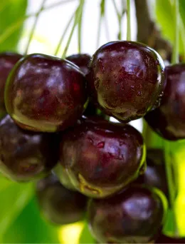 Czereśnia Regina | Sklep ogrodniczy DomiSad.pl