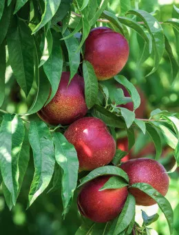 Nektaryna Flavortop | Sklep ogrodniczy DomiSad.pl