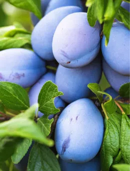 Śliwa Stanley | Sklep ogrodniczy DomiSad.pl