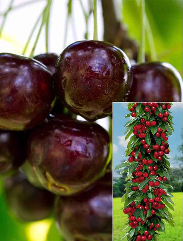 Czereśnia kolumnowa czarna | Sklep ogrodniczy DomiSad.pl