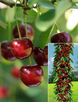 Czereśnia kolumnowa Queen Mary | Sklep ogrodniczy DomiSad.p