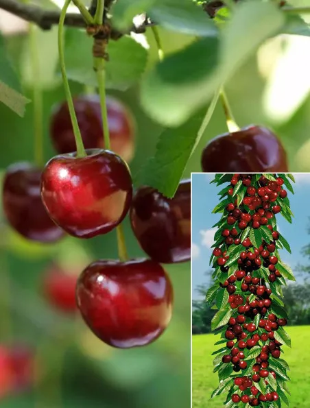 Czereśnia kolumnowa Queen Mary | Sklep ogrodniczy DomiSad.p