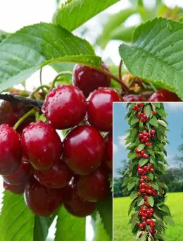 Czereśnia kolumnowa Silva | Sklep ogrodniczy DomiSad.pl