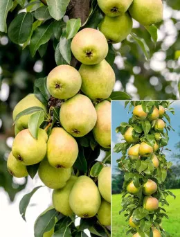 Grusza kolumnowa Saphira | Sklep ogrodniczy DomiSad.pl