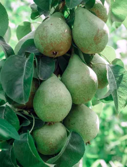 Grusza kolumnowa wczesna | Sklep ogrodniczy DomiSad.pl