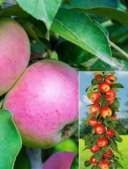 Jabłoń kolumnowa Arbat | Sklep ogrodniczy DomiSad.pl