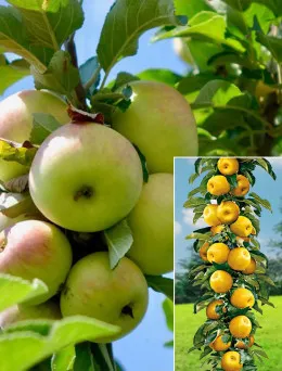 Jabłoń kolumnowa Bolero | Sklep ogrodniczy DomiSad.pl