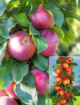Jabłoń Kolumnowa Garden Fountain