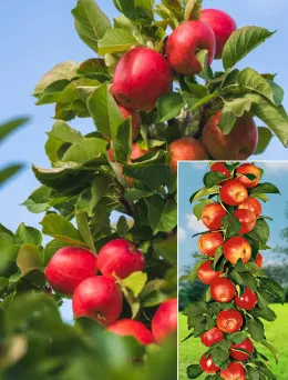 Jabłoń kolumnowa Vesna | Sklep ogrodniczy DomiSad.pl