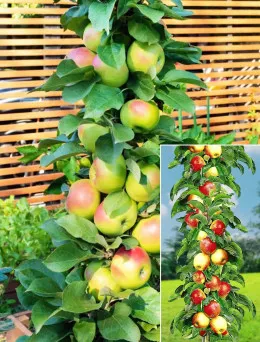 Jabłoń kolumnowa wczesna | Sklep ogrodniczy DomiSad.pl