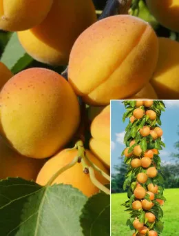 Morela kolumnowa Compacta | Sklep ogrodniczy DomiSad.pl