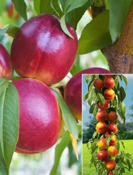 Nektaryna kolumnowa Alice | Sklep ogrodniczy DomiSad.pl