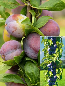 Śliwa kolumnowa Fruca | Sklep ogrodniczy DomiSad.pl