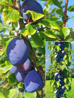 Śliwa kolumnowa Imperial | Sklep ogrodniczy DomiSad.pl