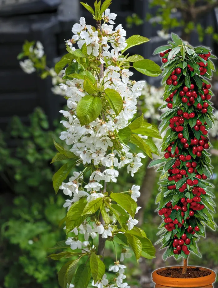 Wiśnia kolumnowa Joanna | Sklep ogrodniczy DomiSad.pl