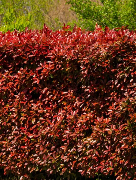 Berberys Thunberga Atropurpurea | DomiSad.pl