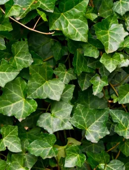 Bluszcz pospolity | Sklep ogrodniczy DomiSad.pl