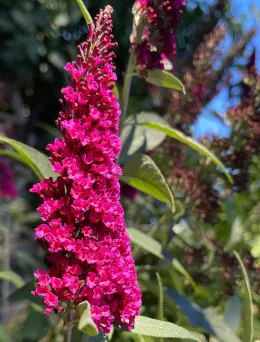 Budleja Dawida Lonplum | Sklep ogrodniczy DomiSad.pl