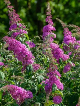 Budleja Dawida Pink Delight | Sklep ogrodniczy DomiSad.pl